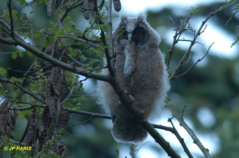 Asio otus